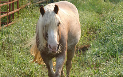 Buffy - Haflinger Pony