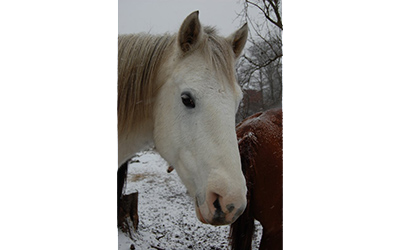 Gracie - Percheron/Paint cross