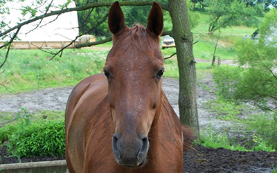 Leggs - Arabian/Appaloosa cross