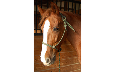 Sunny - Tennessee Walking Horse